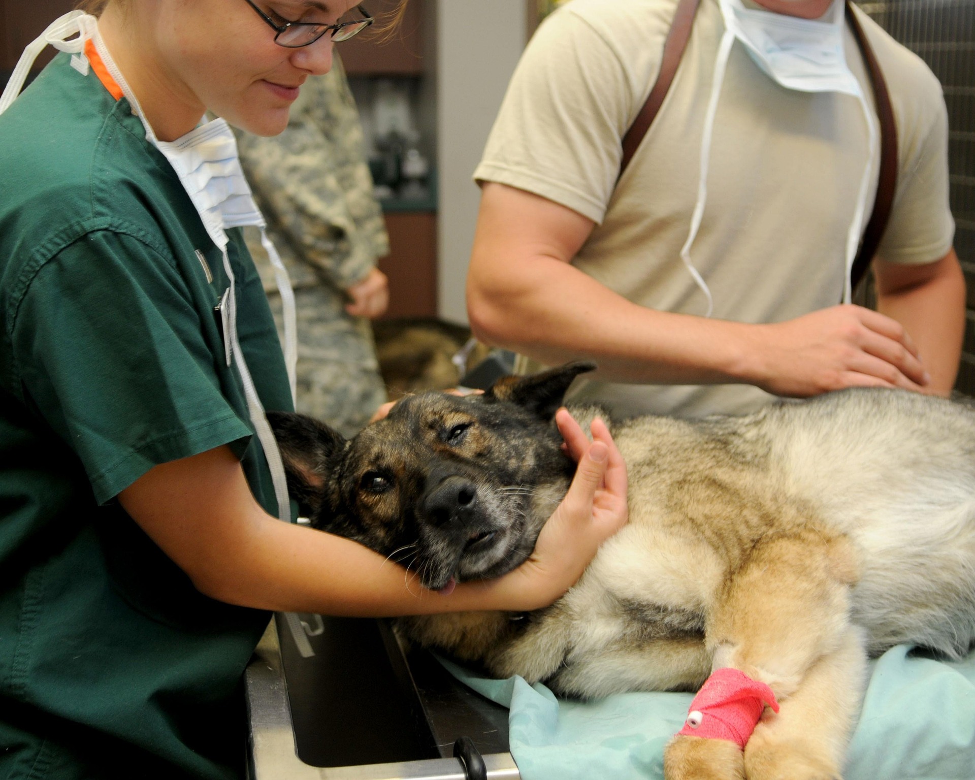 veterinary accounting